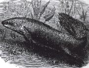 jonathan miller austrakusk lungfisk painting